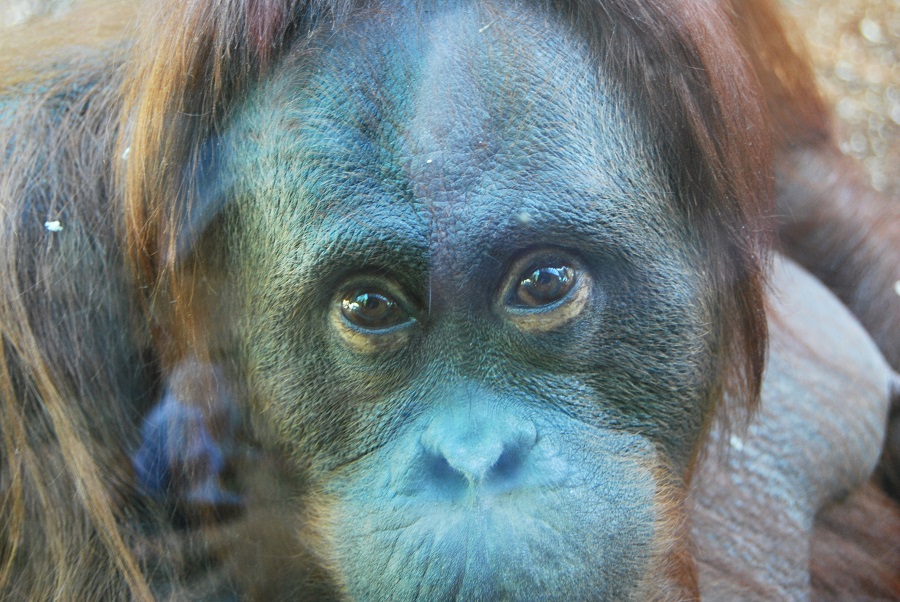 Teodora, la orangutana de Borneo que el periodista descubrió en un zoo de París y cuya historia contó. J.M. PAGADOR