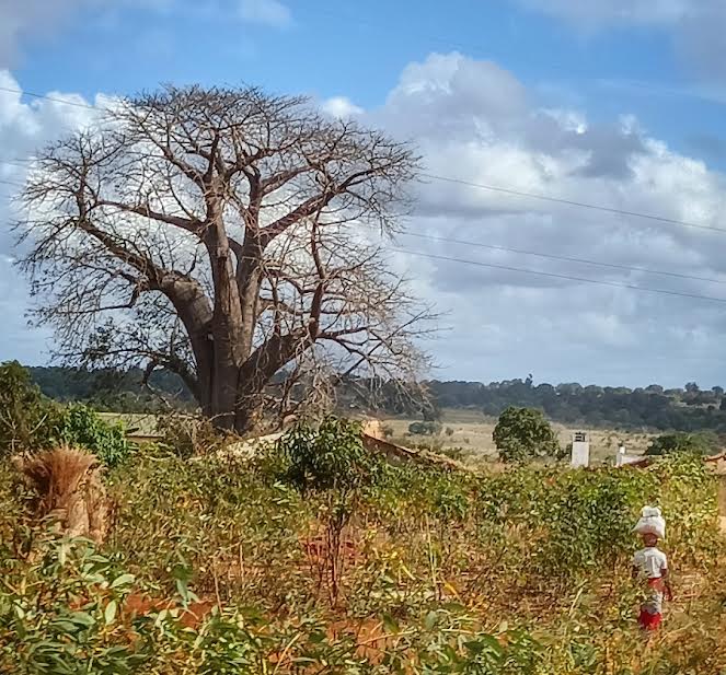 Típico paisaje de Mozambique.