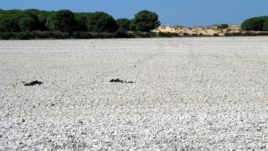 Suelos salinos en el Parque Nacional de Doñana (Huelva).